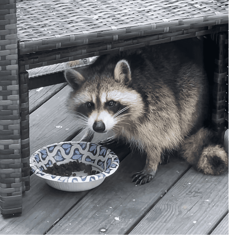 Remove Outdoor Pet Food And Water Bowls