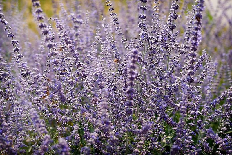 Russian Sage