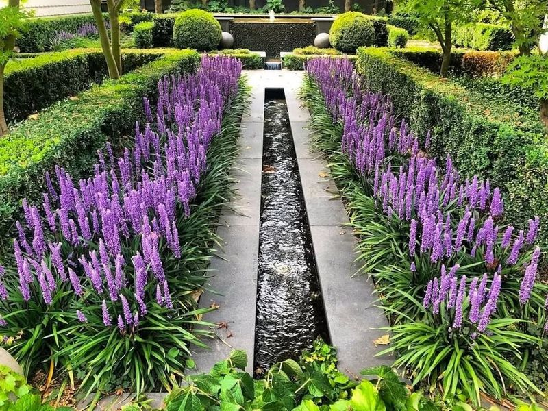 Liriope (Liriope muscari)