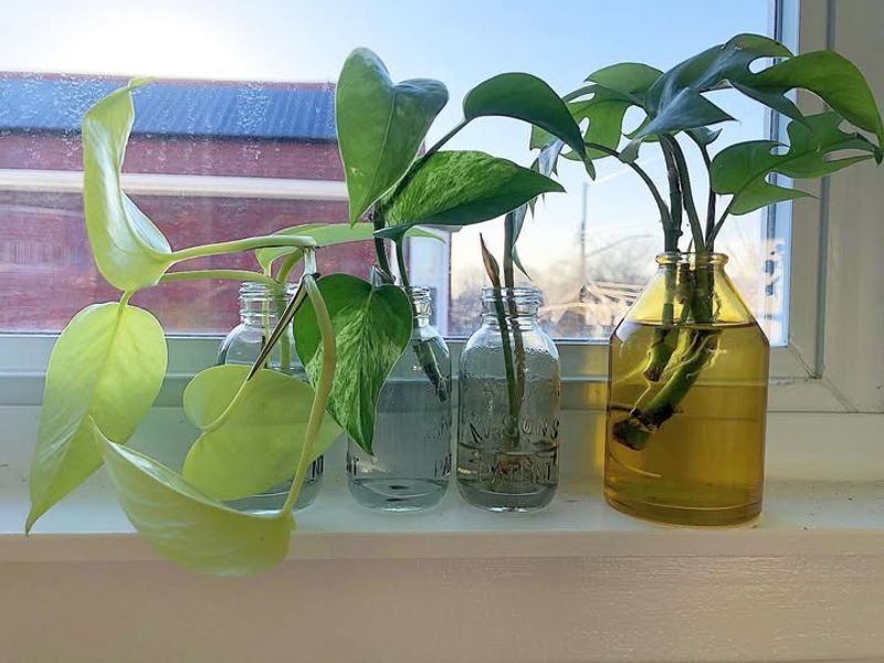 Houseplant Propagation Builds Confidence
