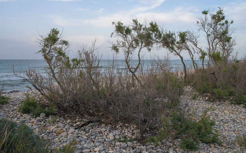 Native Plants Lose The Competition