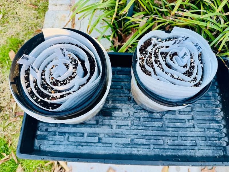 What Seed Snails Actually Are