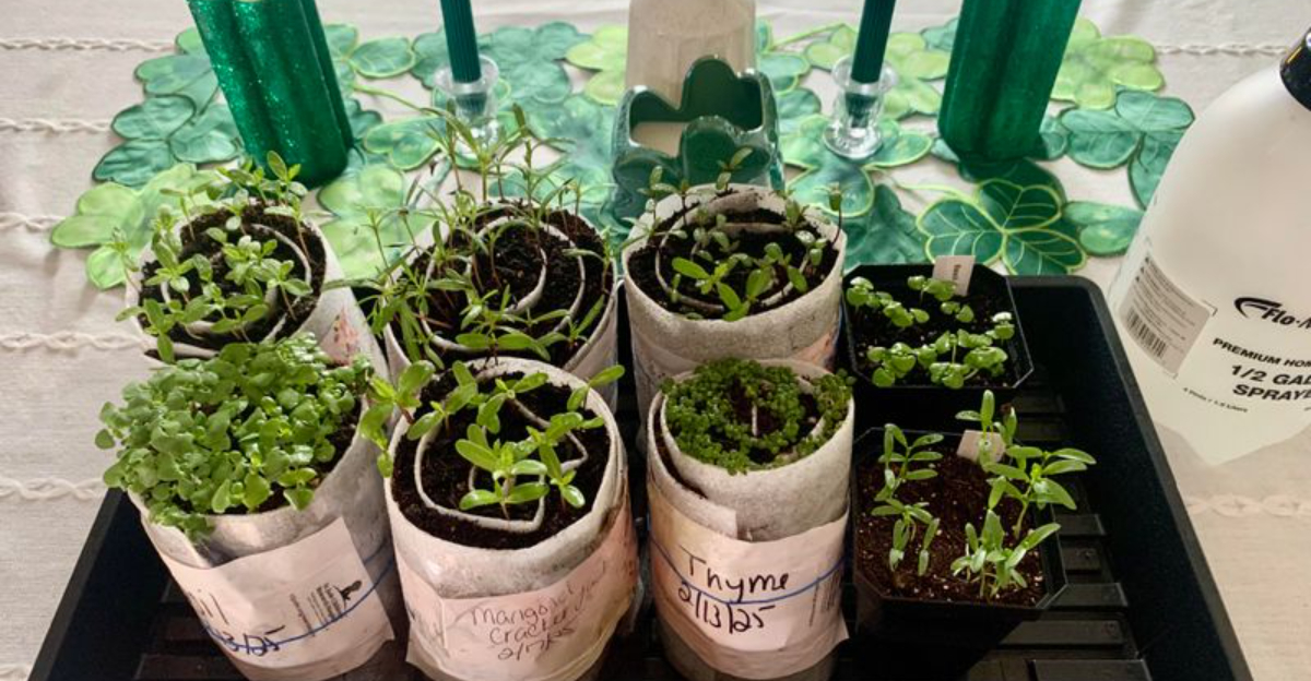 Seed Snails Are Becoming The New Favorite Trick In Home Gardening