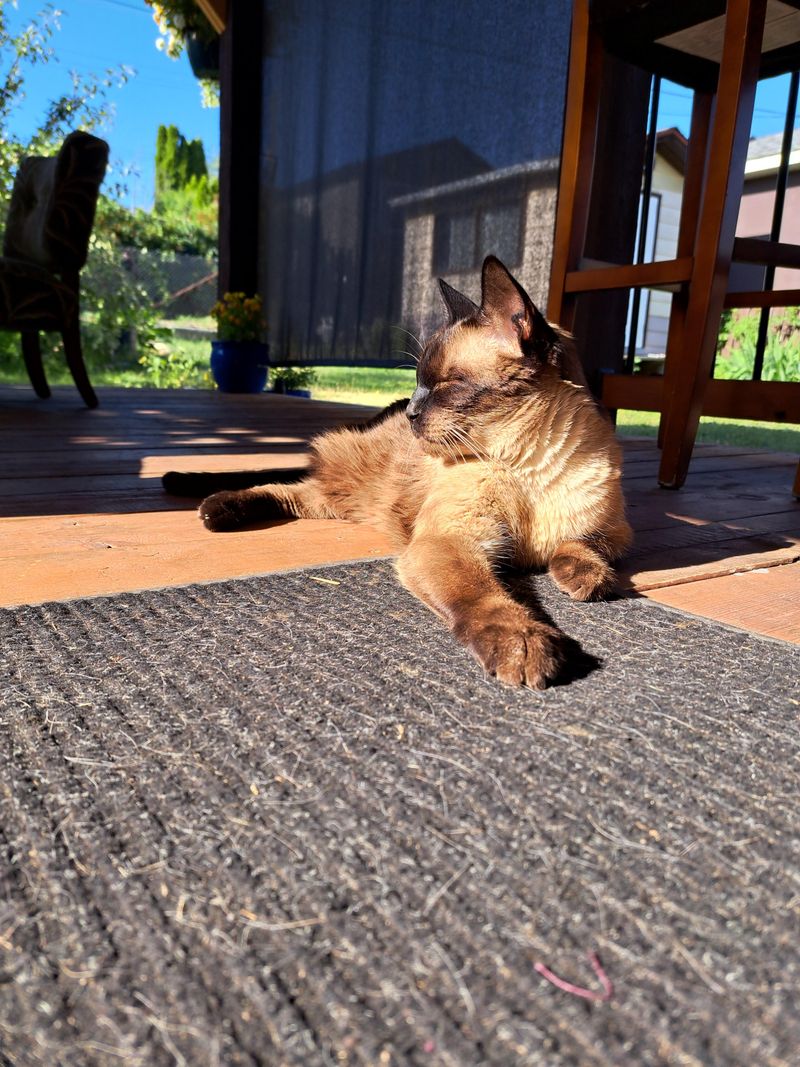 Secure Pets Immediately To Prevent Accidents