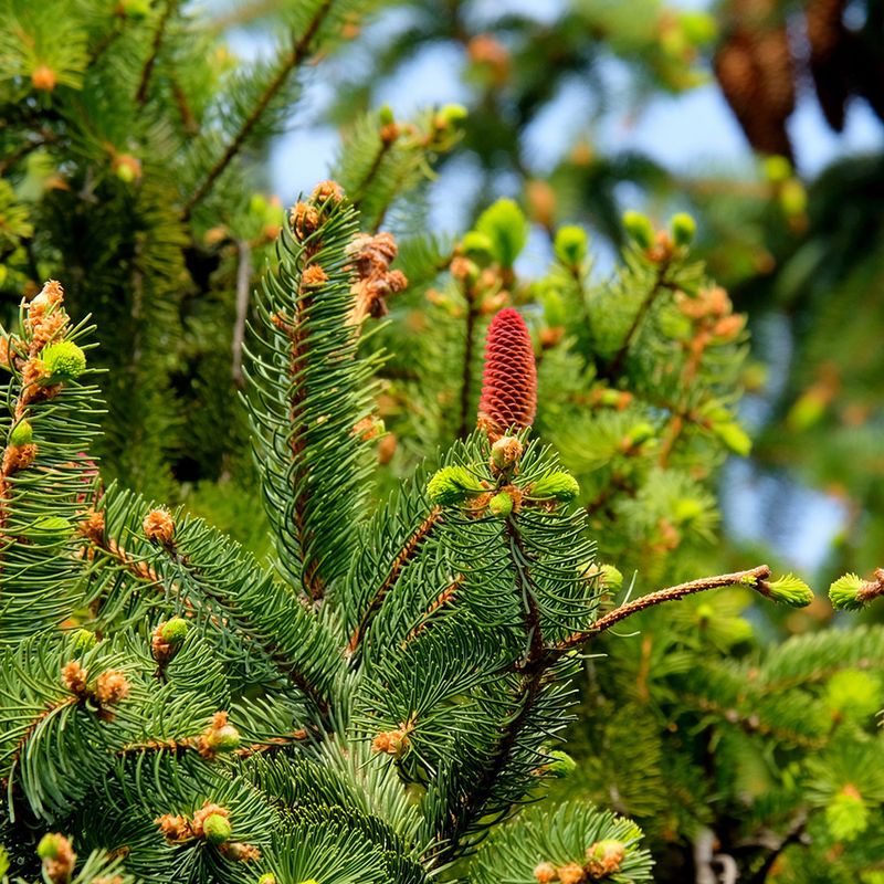 Avoid Late-Season Fertilization