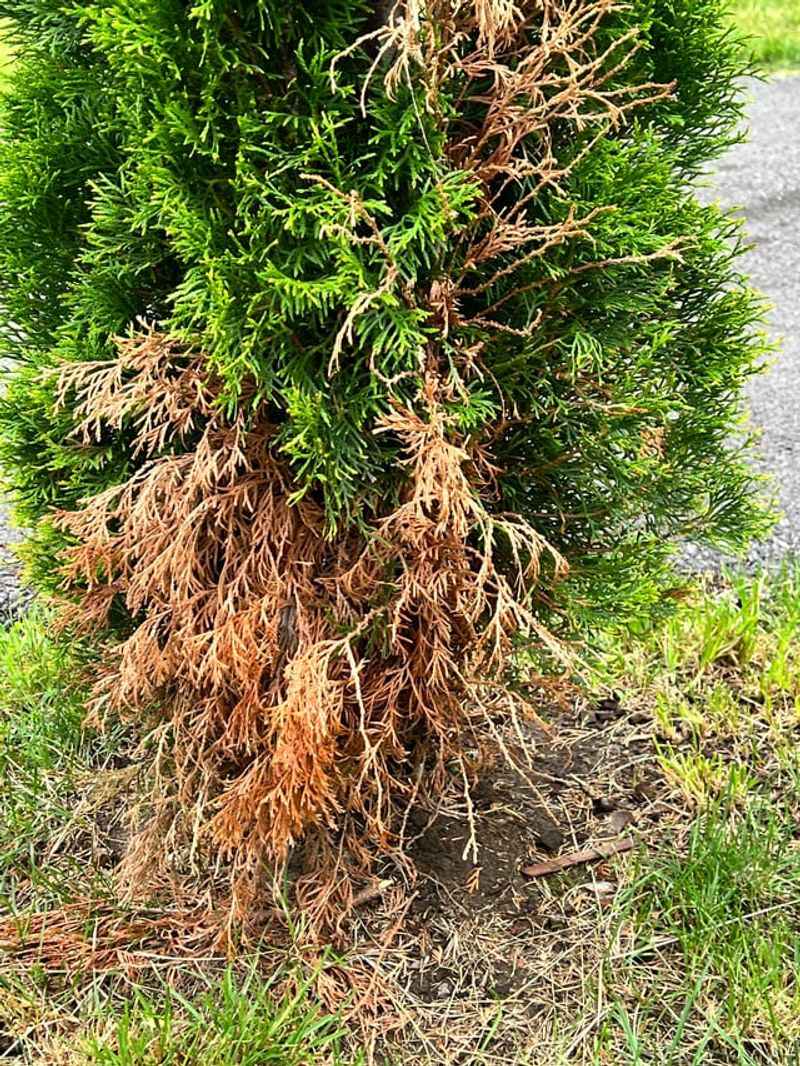 Avoid Fertilizing In Late Summer And Fall