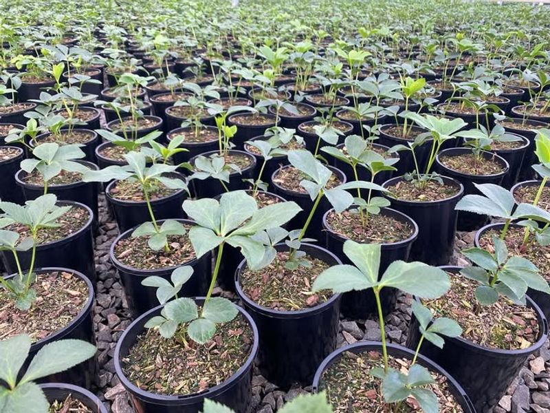 Improve Soil Drainage To Prevent Root Problems