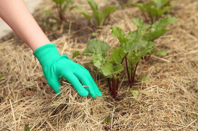 Apply Thick Mulch Layers To Insulate Soil And Roots