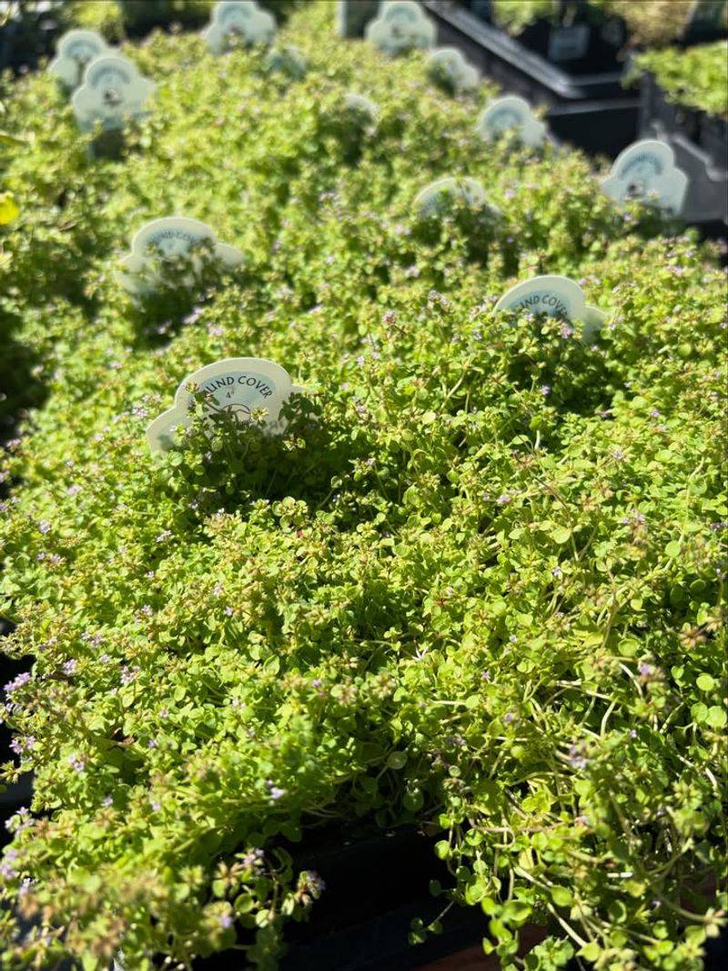 Incorporate Herbs For Touchable Fragrance