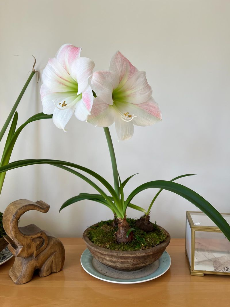 Water Carefully To Prevent Root Rot And Overwatering