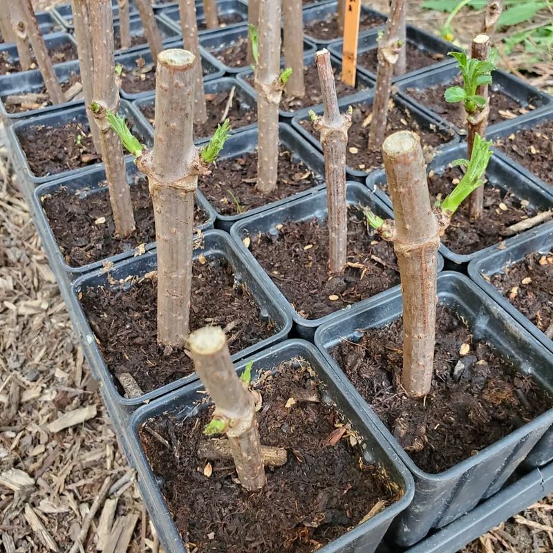 Creating The Ideal Rooting Environment For Elderberry Cuttings