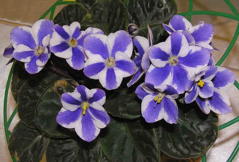 Controlled Stress: Unlocking Surprising Pigment Reactions