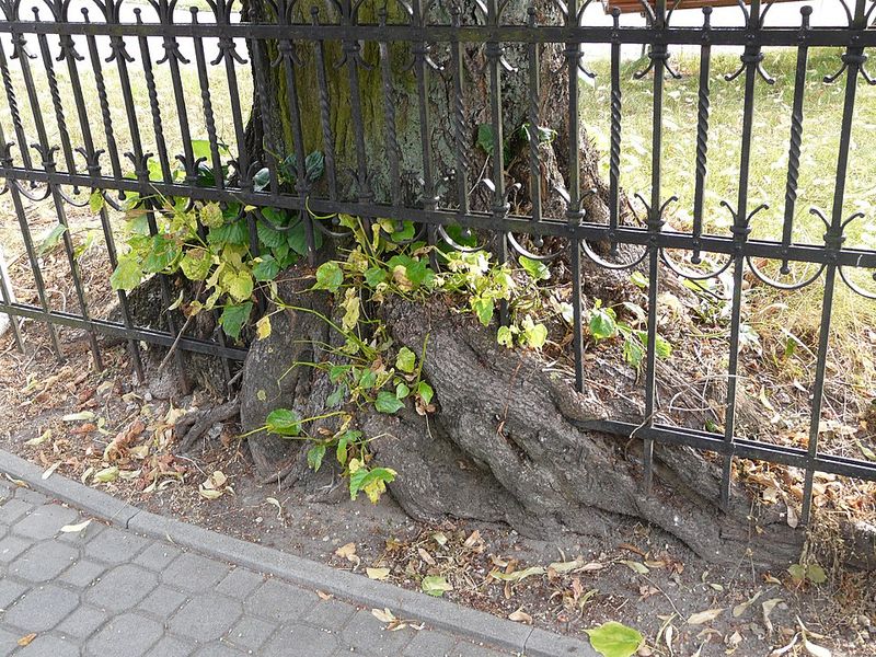 Homeowners Insurance Might Cover Root Damage