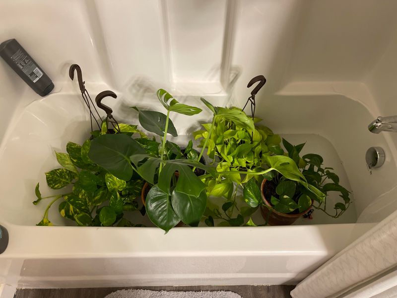 Bathtub Greenhouse Method