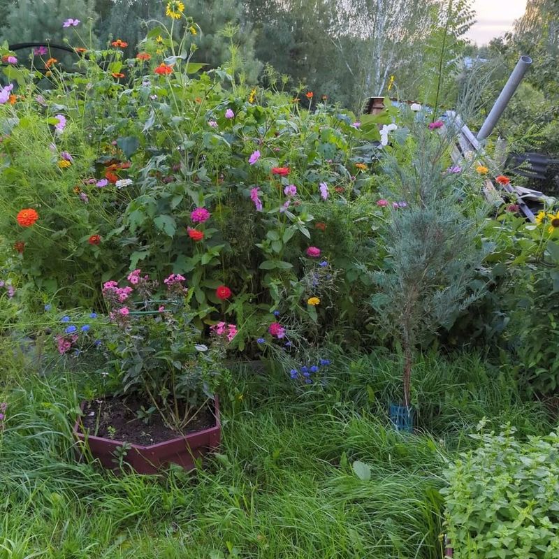 Native Plants Support Local Ecosystems