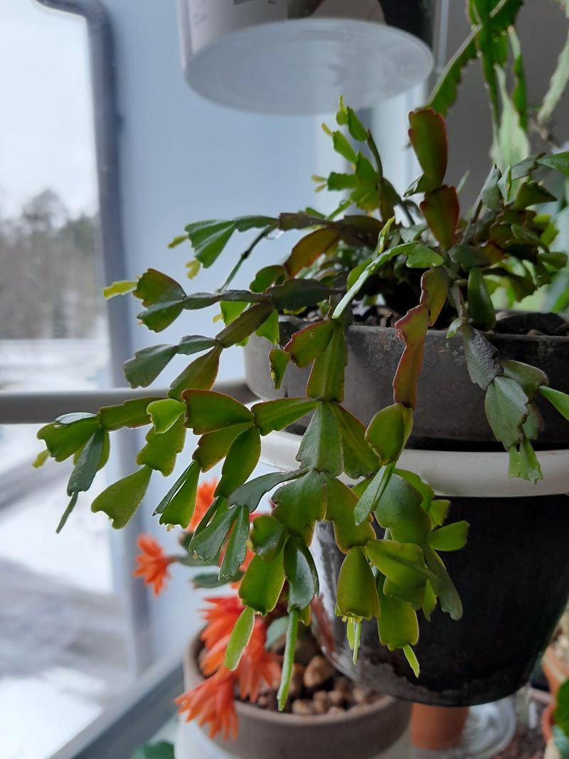 October Bud Development Support