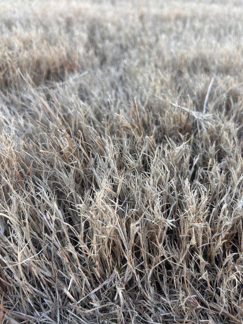 Buried Rocks and Stones Affect Frost Formation