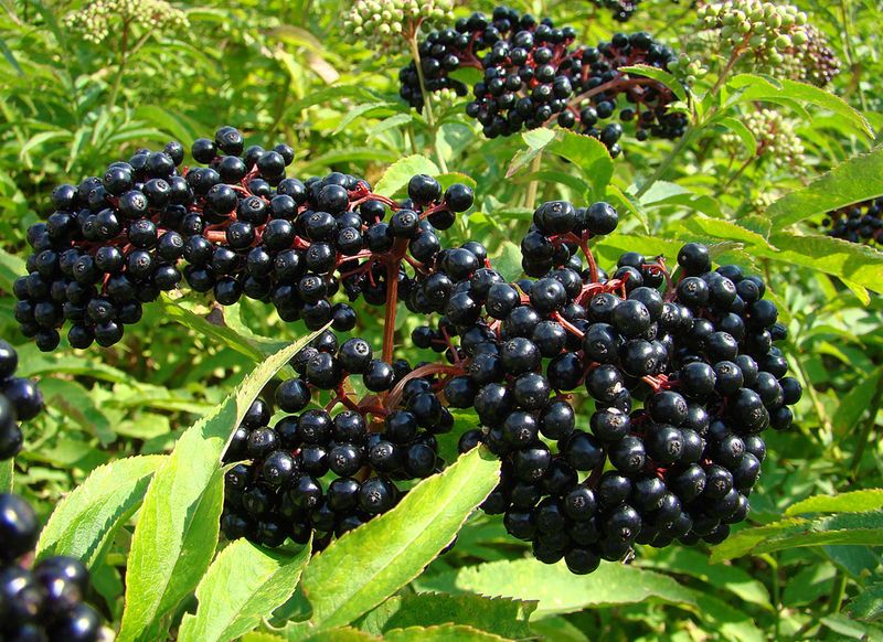 Elderberry