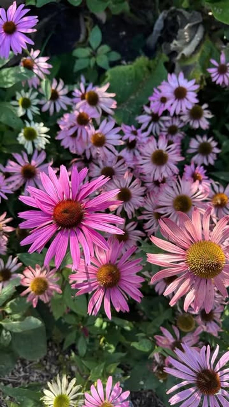 Purple Coneflower