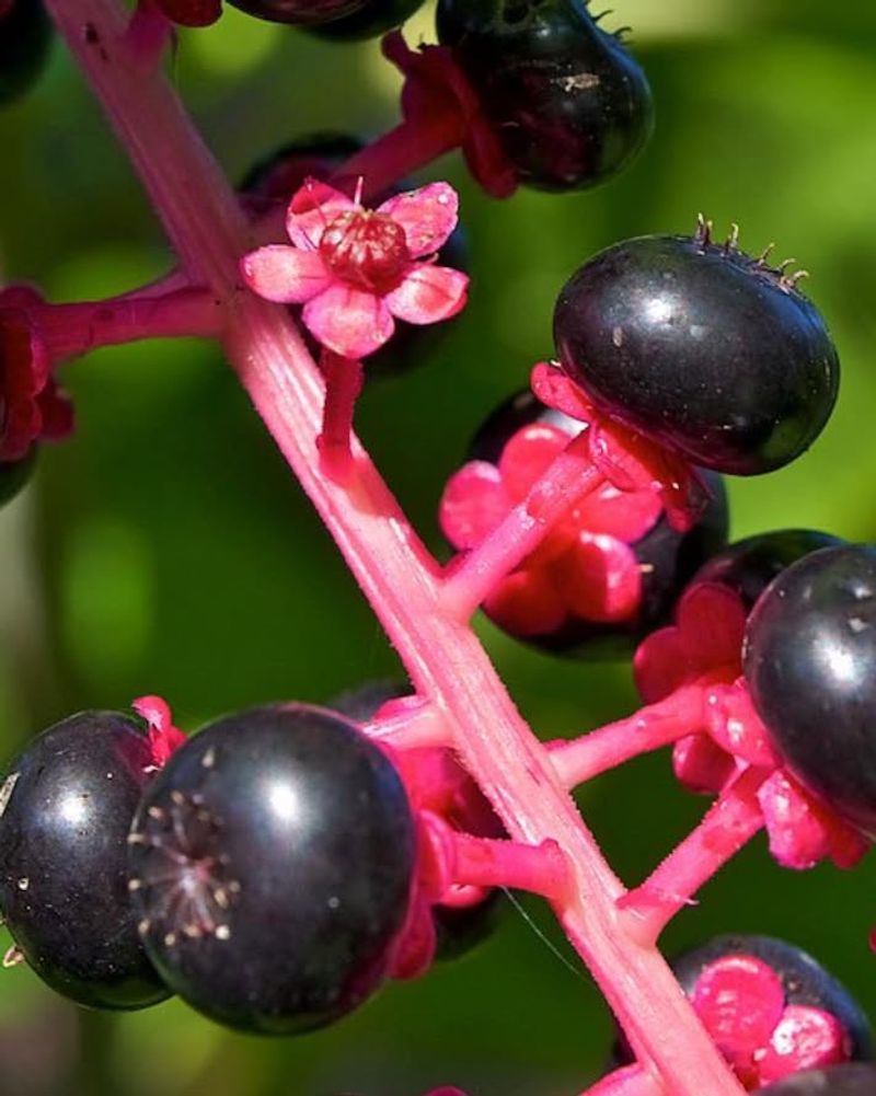 Pokeweed