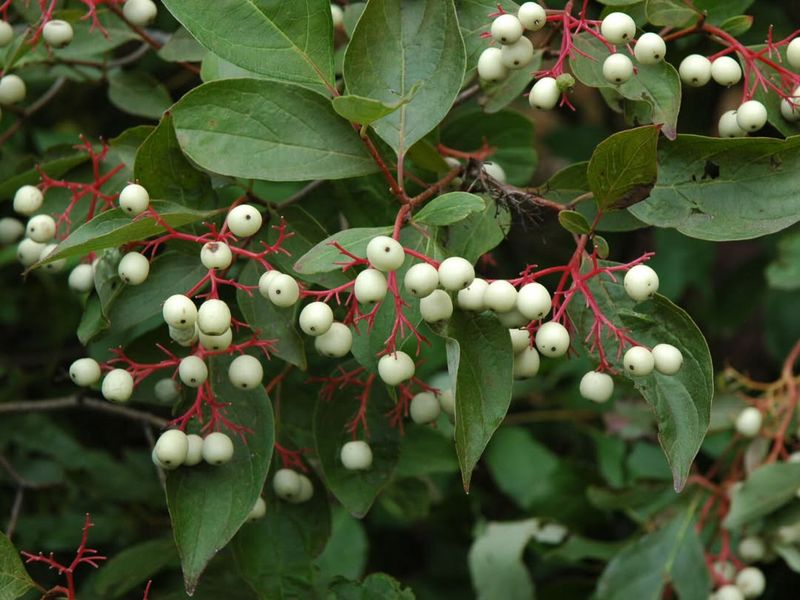 Gray Dogwood