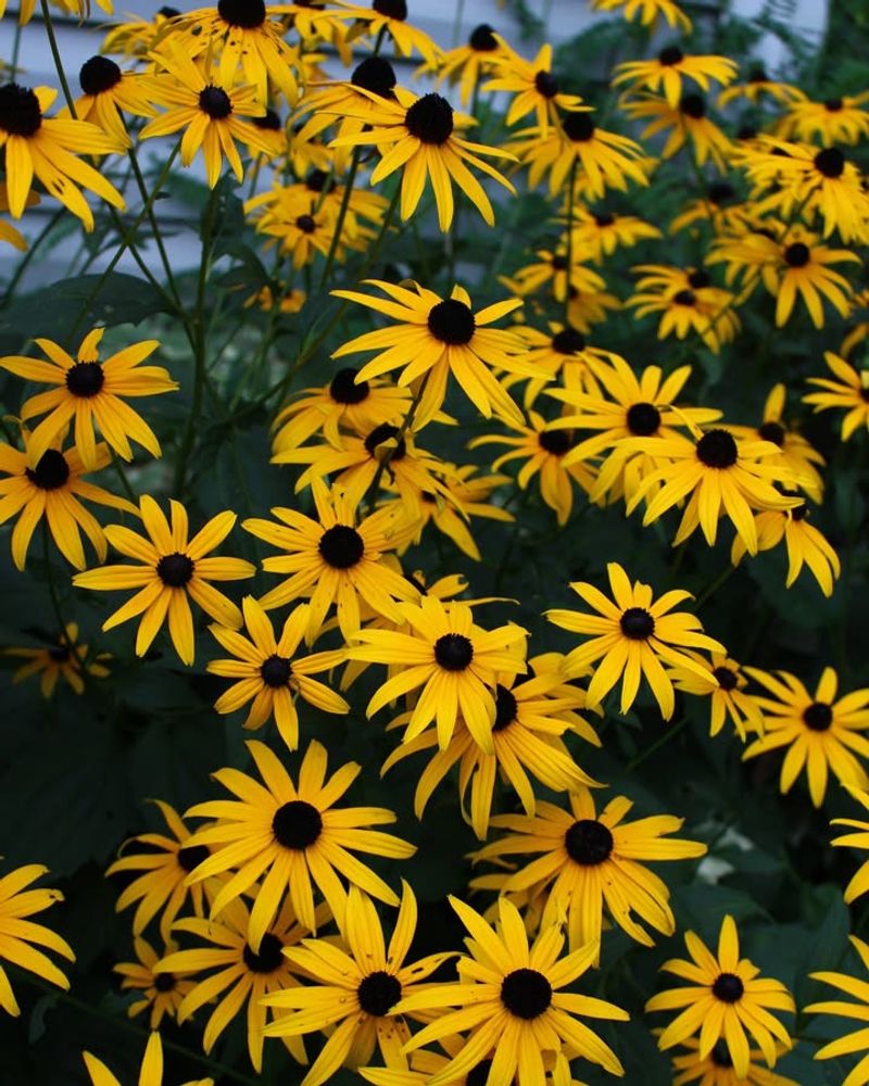 Black-Eyed Susan