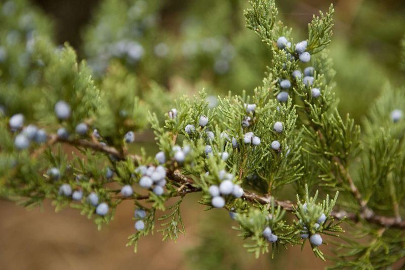 Eastern Red Cedar (Juniperus Virginiana)