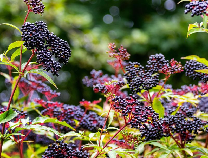 American Elderberry (Sambucus Canadensis)