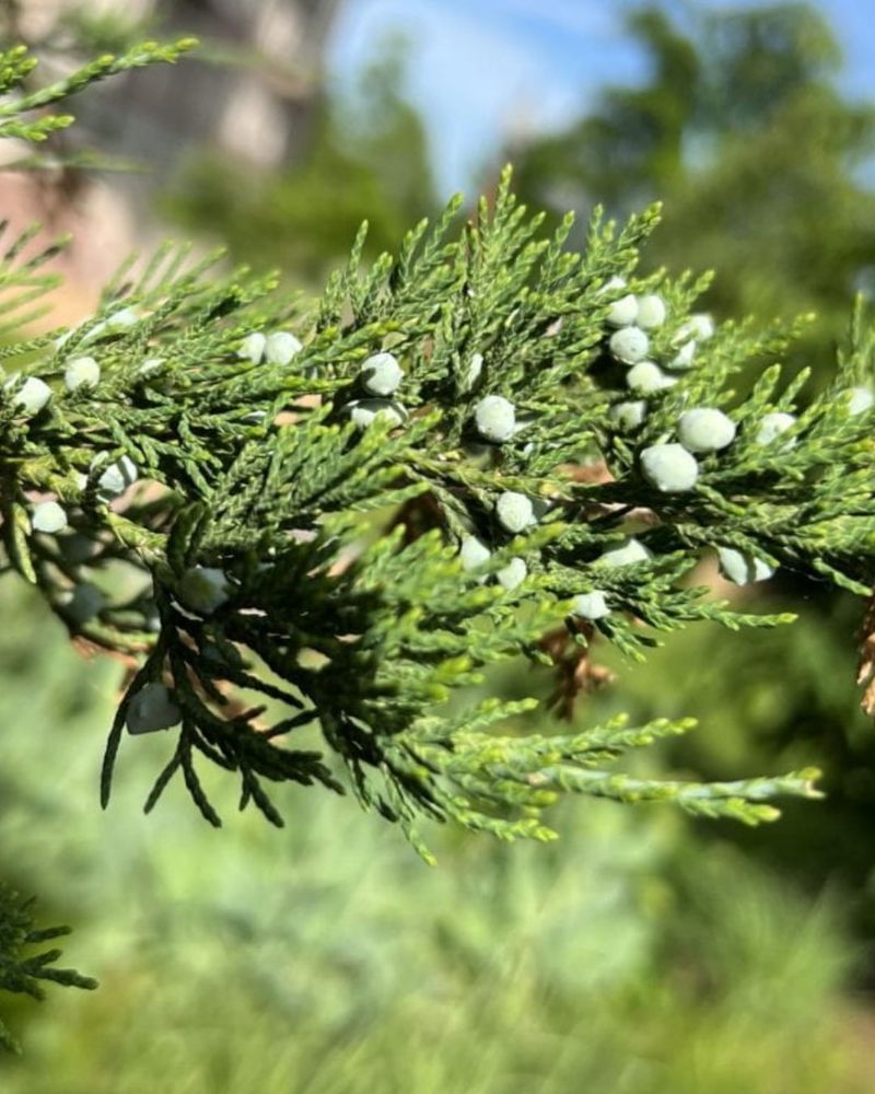 Eastern Red Cedar (Juniperus Virginiana)