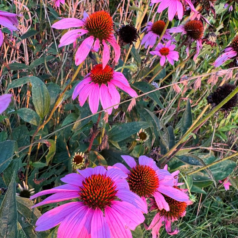 Purple Coneflower (Echinacea)