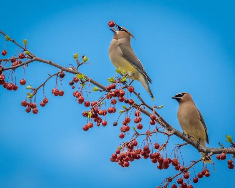 Black Cherry Provides Critical Summer Nutrition
