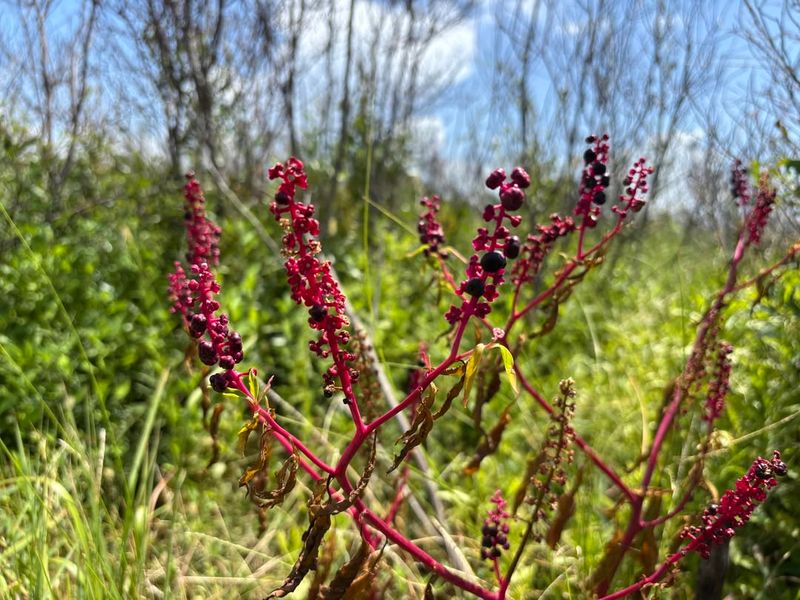 Pokeweed Plants