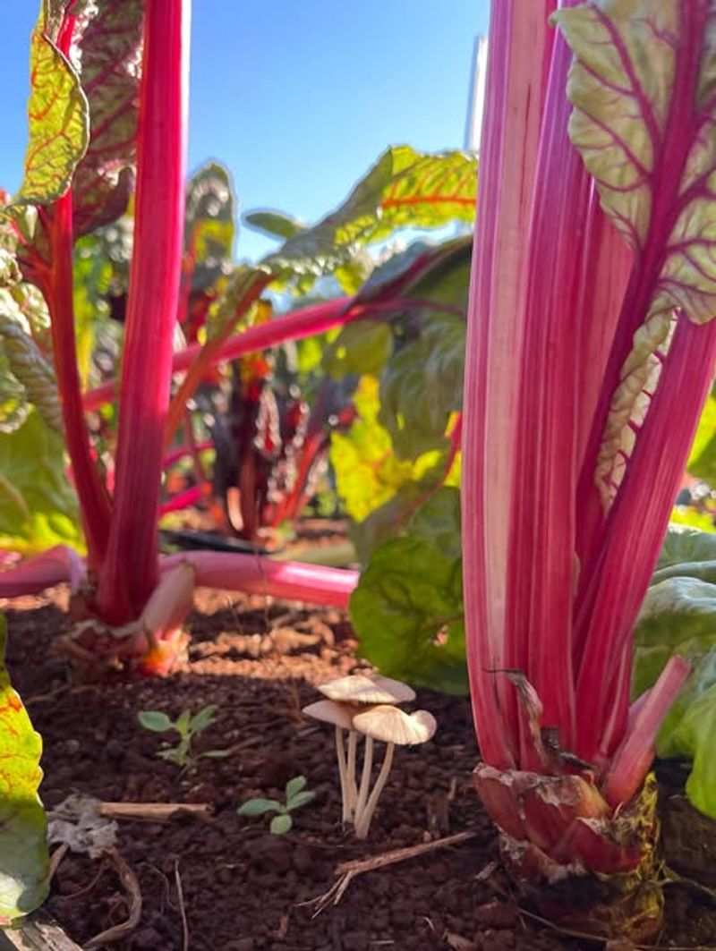 Agricultural Crops Are More Vulnerable Than Ever