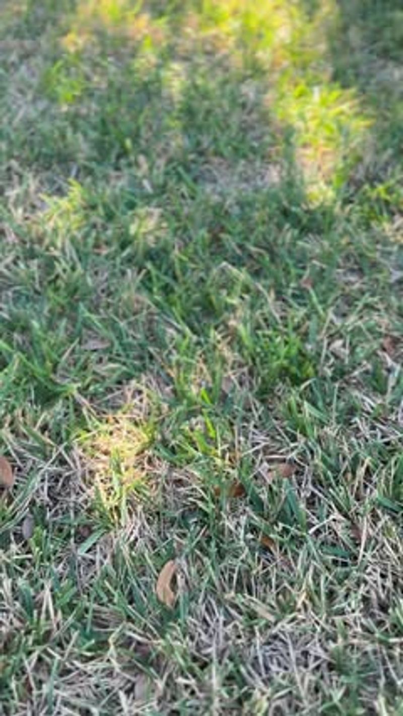 Fungicide Applications Offer Limited Protection Without Proper Timing