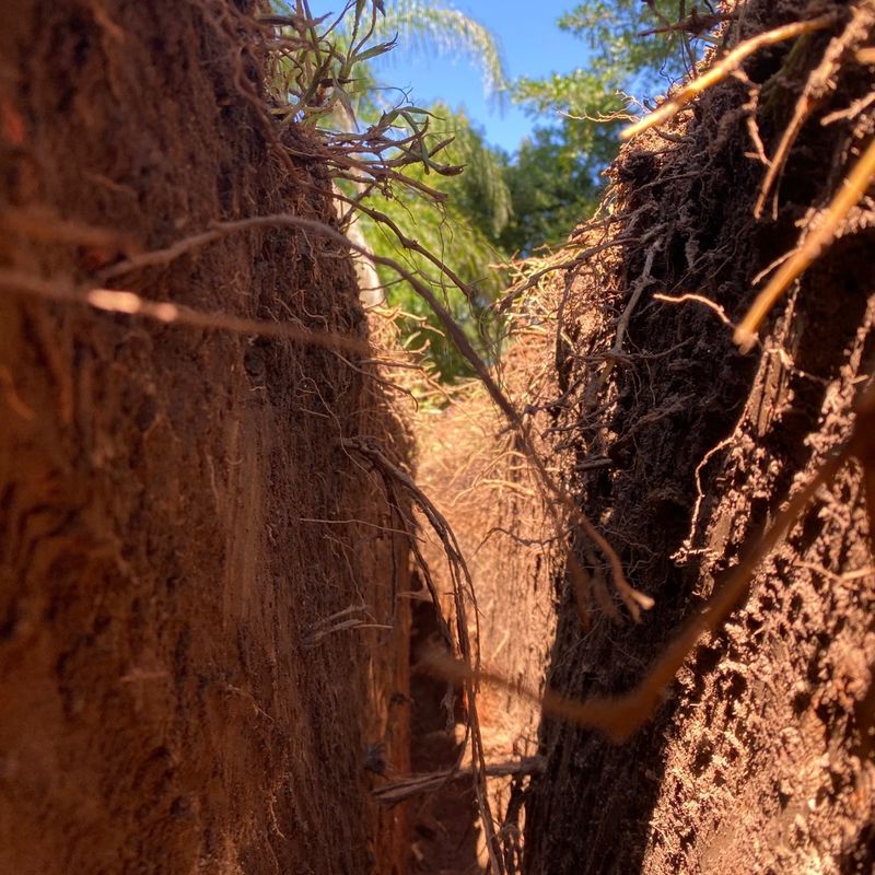 Root System Behavior And Foundation Safety