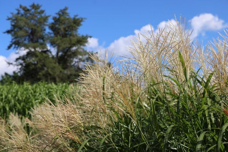 Ornamental Grass Prairies