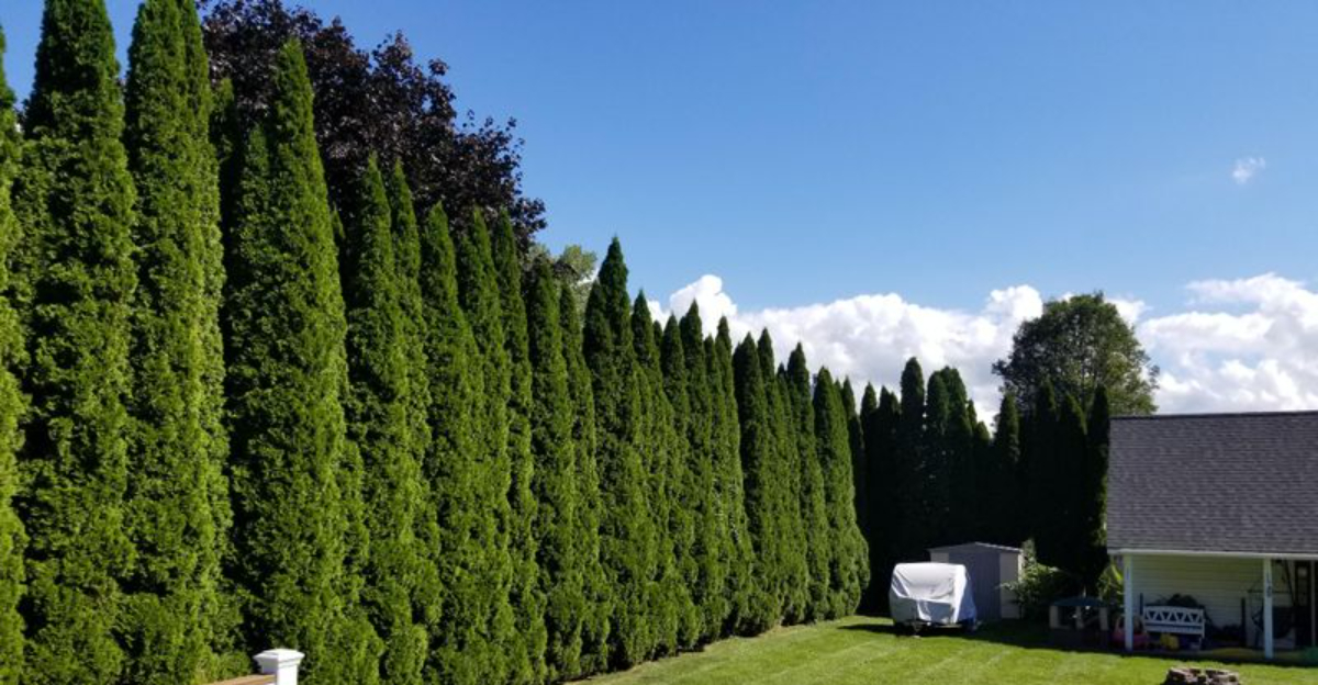 Shade-Loving Evergreens That Transform Dark New Jersey Yards