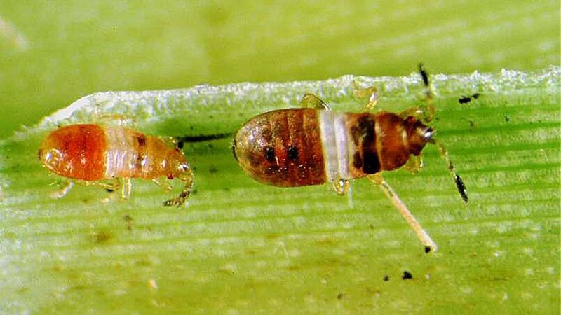 Insect Damage Mimics Fungal Brown Patches