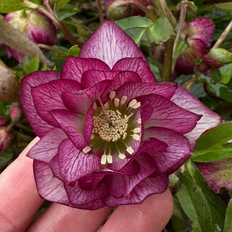 Early Blooming Brings Winter Color