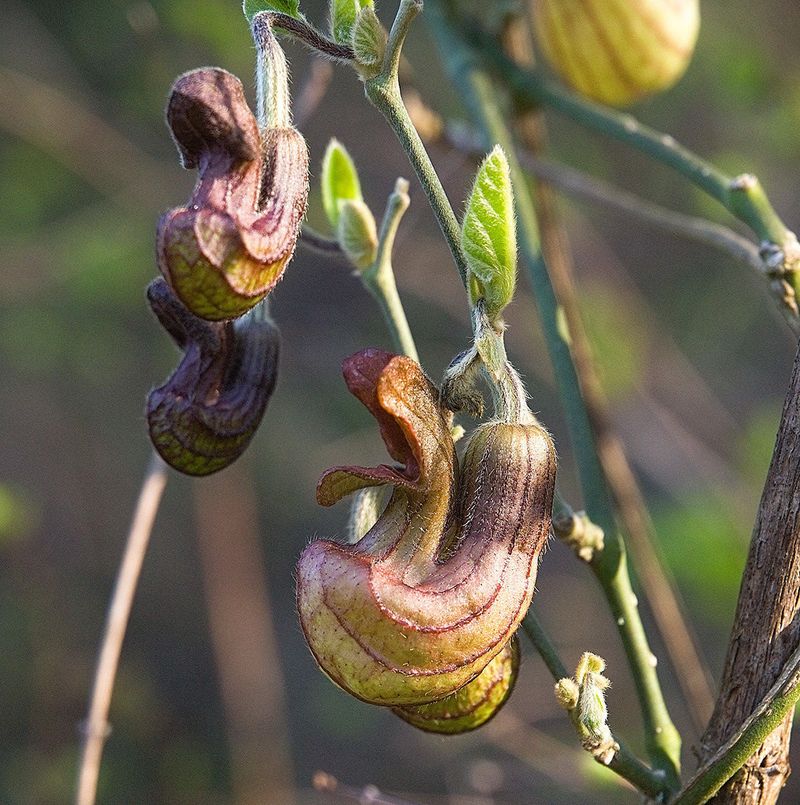 Western Pipevine (Aristolochia Californica)