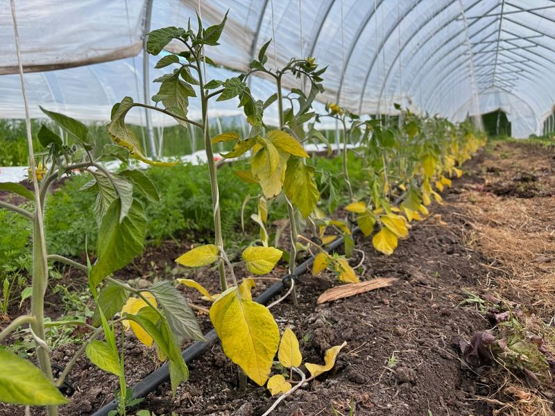 Wet Low Spots That Stay Soggy