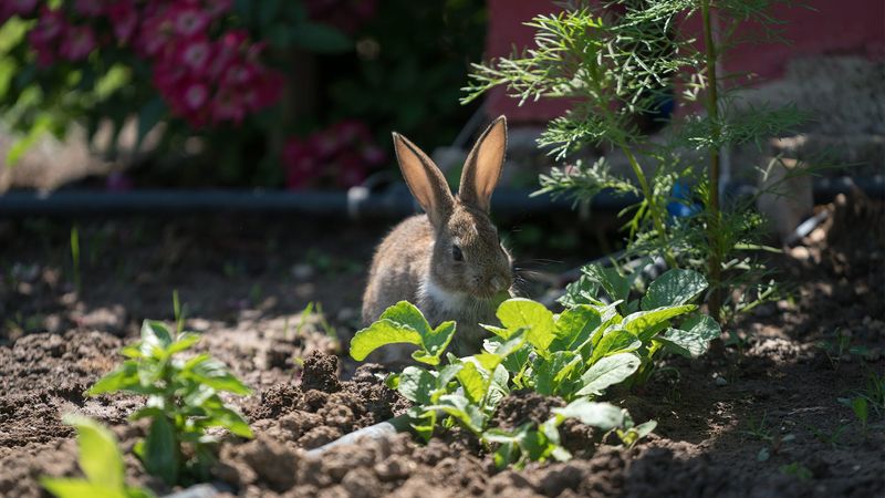 Nibbled Vegetable Garden Crops