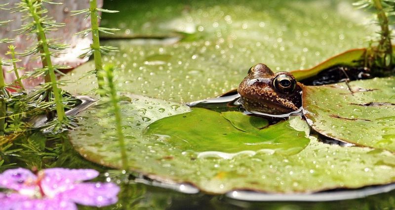 Aquatic Plants Create Essential Hiding Spots And Egg-Laying Sites