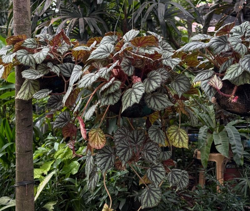 Native Versus Invasive Species Matter Legally