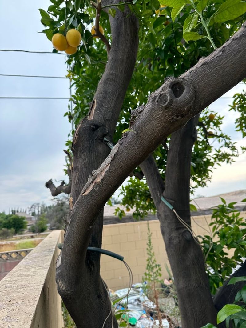 Fruit And Nuts Belong To Tree Owner