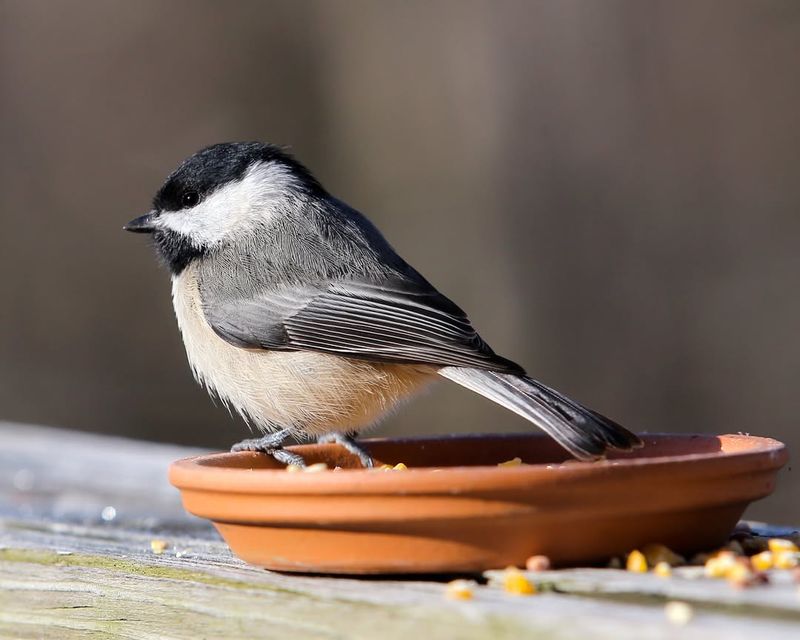 They Recognize And Trust Reliable Feeding Schedules