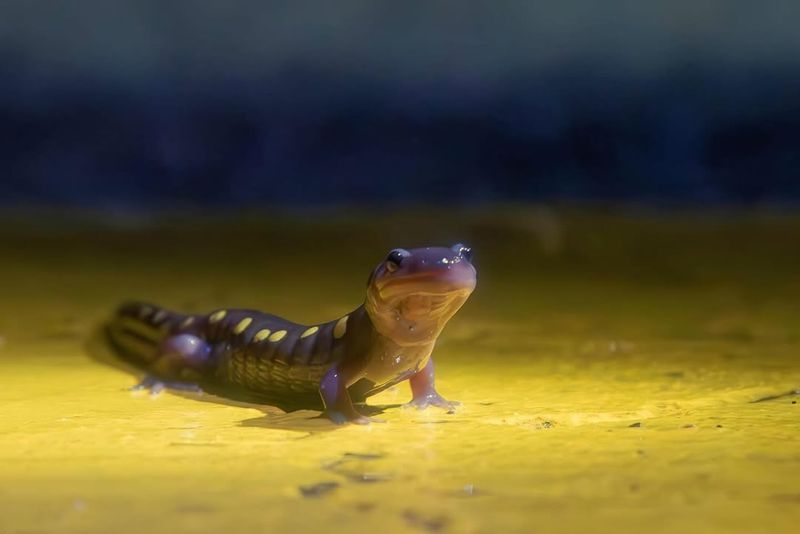 Decomposing Organic Matter Supports Ecosystems