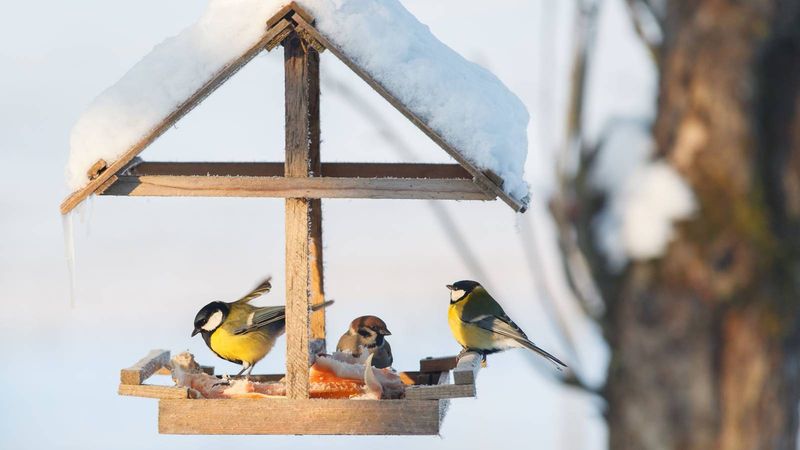 Consistent Refilling Schedules Build Bird Trust