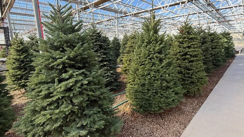 Choose-and-Cut Farms Offer Memorable Family Experiences