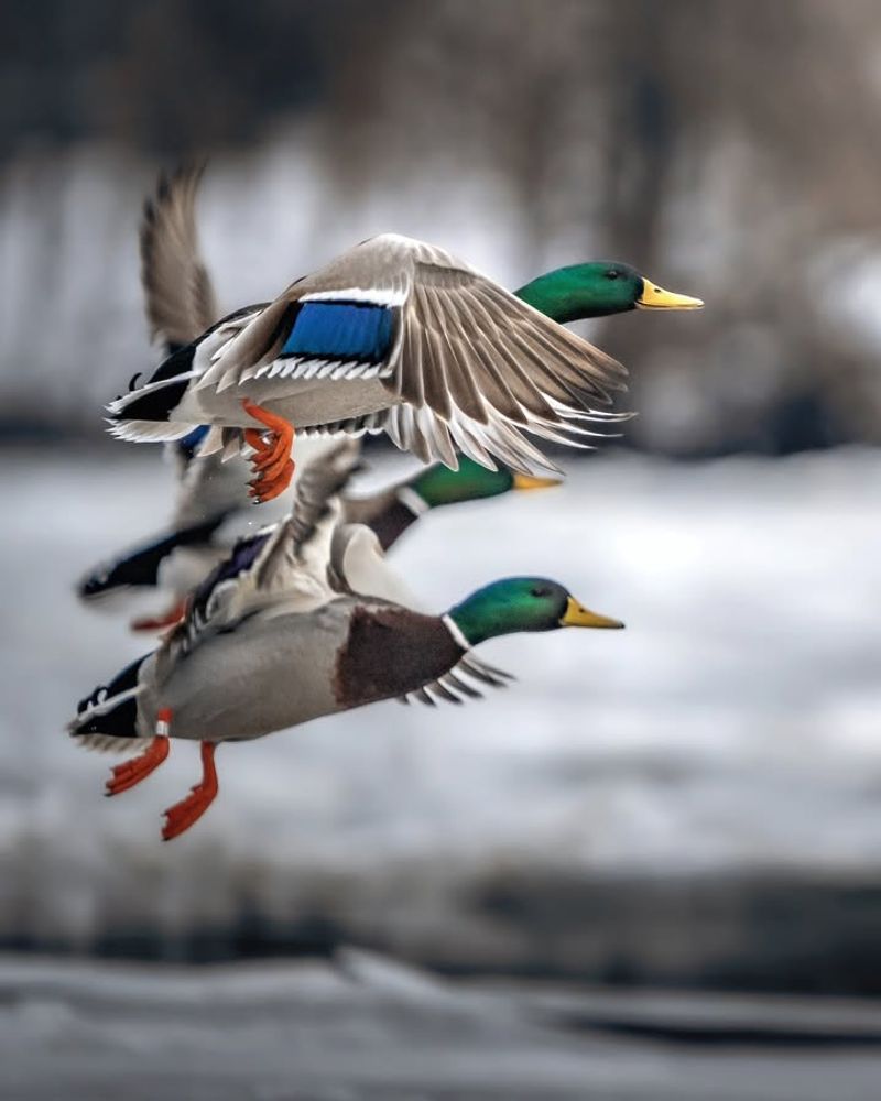 Waterfowl